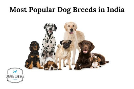 Most Por Dog Breeds In India