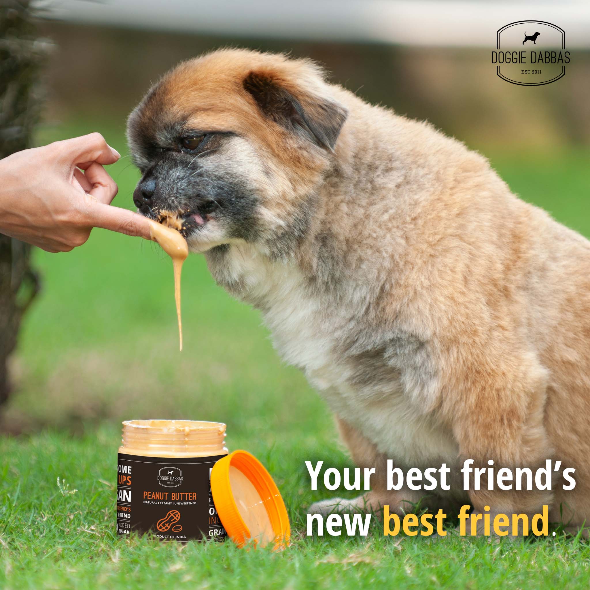 Organic Peanut Is It Safe To Give Your Dog Peanut Butter Organic
