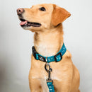 Sky Blue Evil Eye | Collar | Leash | Harness