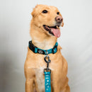 Sky Blue Evil Eye | Collar | Leash | Harness