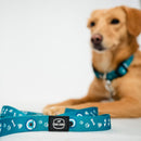 Sky Blue Evil Eye | Collar | Leash | Harness